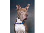 Adopt Axel a Brown/Chocolate Mixed Breed (Medium) / Mixed dog in Atlanta