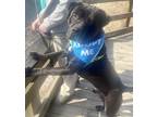 Adopt Pudge a Black Bullmastiff / Mixed Breed (Medium) / Mixed (short coat) dog