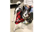 Adopt Jamie a Jack Russell Terrier dog in Fairfax Station, VA (39215362)