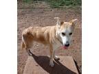 Adopt Sonny a Tan/Yellow/Fawn - with White Collie / Husky / Mixed dog in