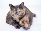 Adopt Cat a Gray or Blue Domestic Shorthair / Domestic Shorthair / Mixed cat in