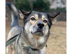 Adopt Kali a Black German Shepherd Dog / Husky / Mixed (short coat) dog in