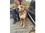 Adopt Billy Bob Jones a Tan/Yellow/Fawn American Pit Bull Terrier / Boxer /