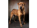 Adopt Tobias a Brindle Shepherd (Unknown Type) / Mixed dog in Atlanta
