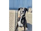 Adopt Scout a Black Mixed Breed (Large) / Mixed dog in Aberdeen, SD (39330109)
