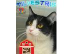 Adopt Tilvestris a White Domestic Shorthair / Domestic Shorthair / Mixed cat in