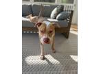 Adopt Jussie Smollet - IN FOSTER a Brindle Mixed Breed (Medium) / Mixed Breed
