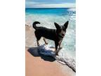 Adopt Bluey a Black Australian Cattle Dog / Mixed Breed (Medium) / Mixed (short