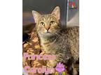 Adopt Princess Carolyn a Orange or Red Domestic Shorthair / Domestic Shorthair /