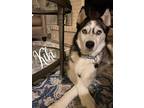 Adopt Kiki a Black - with White Siberian Husky / Mixed dog in Carrollton