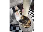 Adopt Sassy a Calico or Dilute Calico Domestic Shorthair (short coat) cat in