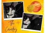 Adopt The Cavalry a Black & White or Tuxedo Domestic Shorthair / Mixed cat in