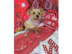 Adopt Puff a Tan/Yellow/Fawn Border Terrier / Mixed dog in Lufkin, TX (41080882)