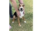 Adopt Daisy a Tan/Yellow/Fawn - with Black Hound (Unknown Type) dog in Oklahoma