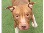 Adopt Kingston a Brown/Chocolate American Pit Bull Terrier / Mixed Breed