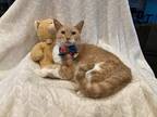 Adopt Brooks a Orange or Red (Mostly) Domestic Shorthair (short coat) cat in