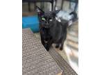 Adopt Taylor Swift a All Black Domestic Shorthair / Mixed (short coat) cat in