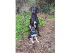 Adopt Chief a Black - with Tan, Yellow or Fawn German Shepherd Dog / Mixed dog