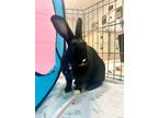 Adopt Chloey a Dutch / Mixed (short coat) rabbit in Pflugerville, TX (40951302)