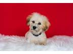 Adopt Padre a Tan/Yellow/Fawn - with Black Poodle (Miniature) / Mixed dog in