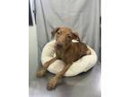 Adopt Ruffian a Hound (Unknown Type) / Mixed Breed (Medium) / Mixed dog in