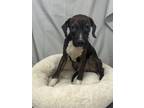 Adopt Rocket Can a Hound (Unknown Type) / Mixed Breed (Medium) / Mixed dog in