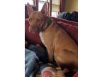 Adopt Penny Brady a American Staffordshire Terrier / Mixed dog in Sun Prairie