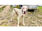 Adopt Bolt a Tricolor (Tan/Brown & Black & White) Great Dane / Mixed dog in