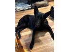 Adopt Sassenach a Black German Shepherd Dog / Mixed dog in Sealy, TX (40122062)