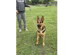 Adopt Blue Haze a Black - with Tan, Yellow or Fawn German Shepherd Dog / Mixed