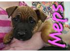 Adopt Meps a Red/Golden/Orange/Chestnut - with Black Mixed Breed (Medium) dog in