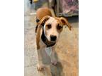 Adopt Bubbles a White - with Brown or Chocolate Cattle Dog / Mixed Breed