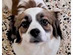 Adopt Loki (Adoption pending, Middle East, ST) a White - with Brown or Chocolate