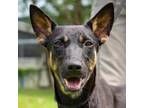 Adopt Isaboo a Black - with Tan, Yellow or Fawn Mixed Breed (Medium) / Mixed dog