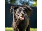Adopt Cappo a Black Mixed Breed (Medium) / Mixed dog in Los Angeles
