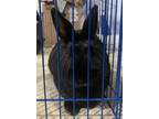 Adopt Dasher a Satin rabbit in Mattawan, MI (40775629)