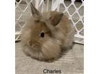 Adopt Charles a Lionhead rabbit in Mattawan, MI (39588780)