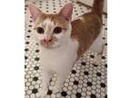 Adopt Toby a White (Mostly) Domestic Shorthair cat in Sumter, SC (41050947)