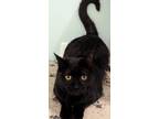 Adopt Snuggles a Black (Mostly) Domestic Shorthair cat in Sumter, SC (41050940)