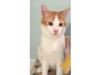 Adopt Julius a White (Mostly) Domestic Shorthair cat in Sumter, SC (41050930)