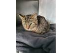 Adopt Becks a Domestic Shorthair / Mixed (short coat) cat in Henderson