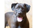 Adopt Zeus a Black Labrador Retriever / Mixed Breed (Medium) / Mixed (short
