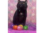 Adopt Hymie a All Black Domestic Shorthair / Domestic Shorthair / Mixed cat in