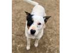 Adopt Skye a White - with Black Australian Cattle Dog / Blue Heeler / Mixed dog