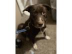 Adopt Rosey a Mixed Breed (Medium) / Mixed dog in Alexandria, VA (41080033)