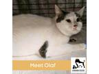 Adopt Olaf a Calico or Dilute Calico Calico (medium coat) cat in Luling