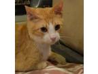 Adopt Otto a Orange or Red Domestic Shorthair / Domestic Shorthair / Mixed