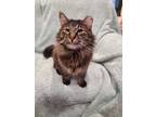 Adopt Big Fluff a Brown Tabby Domestic Longhair (long coat) cat in Yuba City