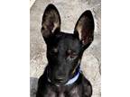 Adopt GUCHI a Black - with Tan, Yellow or Fawn Shepherd (Unknown Type) / Mixed
