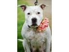Adopt Eudora a White American Pit Bull Terrier / Mixed dog in Sanger
